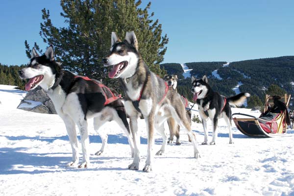 Chiens de traineau font romeu