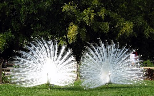 Jardin des plantes